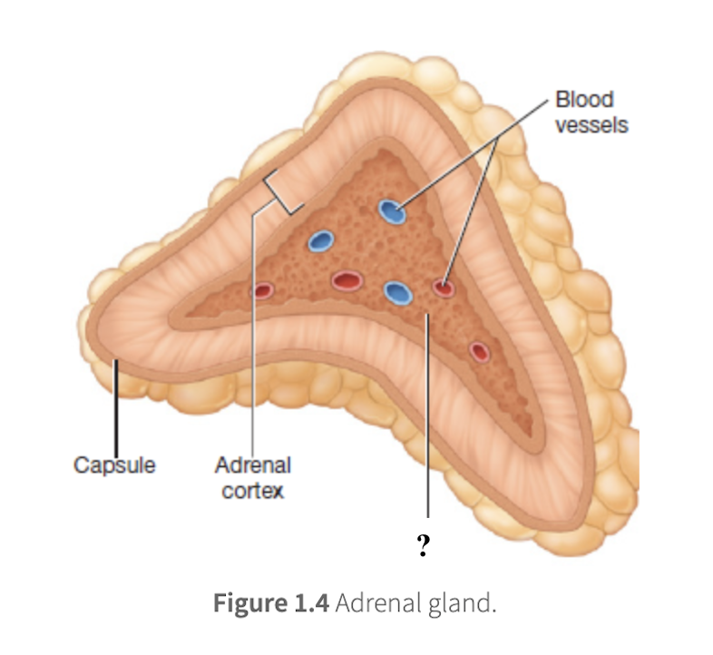 <p>inner core of the adrenal gland, makes up 10 to 20 percent of its volume, secretes adrenal catecholamines directly into the bloodstream in response to stress</p>