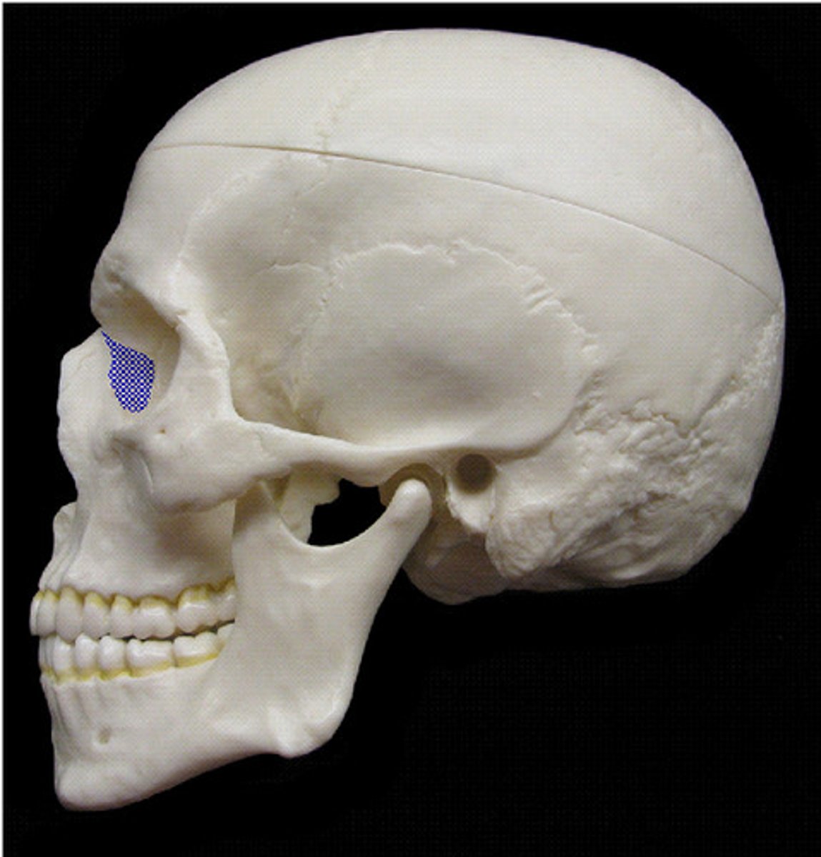 knowt flashcard image