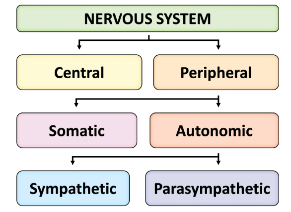 <ul><li><p>Complex network - control + coor body actions + sensory info</p></li><li><p>CNS</p><ul><li><p>Brain</p></li><li><p>Spinal cord</p></li></ul></li><li><p>PNS</p><ul><li><p>Neuron - relay signal btwn CNS + organs of body</p><ul><li><p>Ex. Sensory, motor neuron</p></li></ul></li><li><p>Somatic (voluntary) or autonomic (involuntary)</p></li></ul></li><li><p>Autonomic output</p><ul><li><p>Sympathetic (Fight or flight)</p><ul><li><p>Mobolise body for action</p></li></ul></li><li><p>Parasympathetic (rest and diegest)</p><ul><li><p>Promote e conservation</p></li></ul></li></ul></li></ul><p></p>