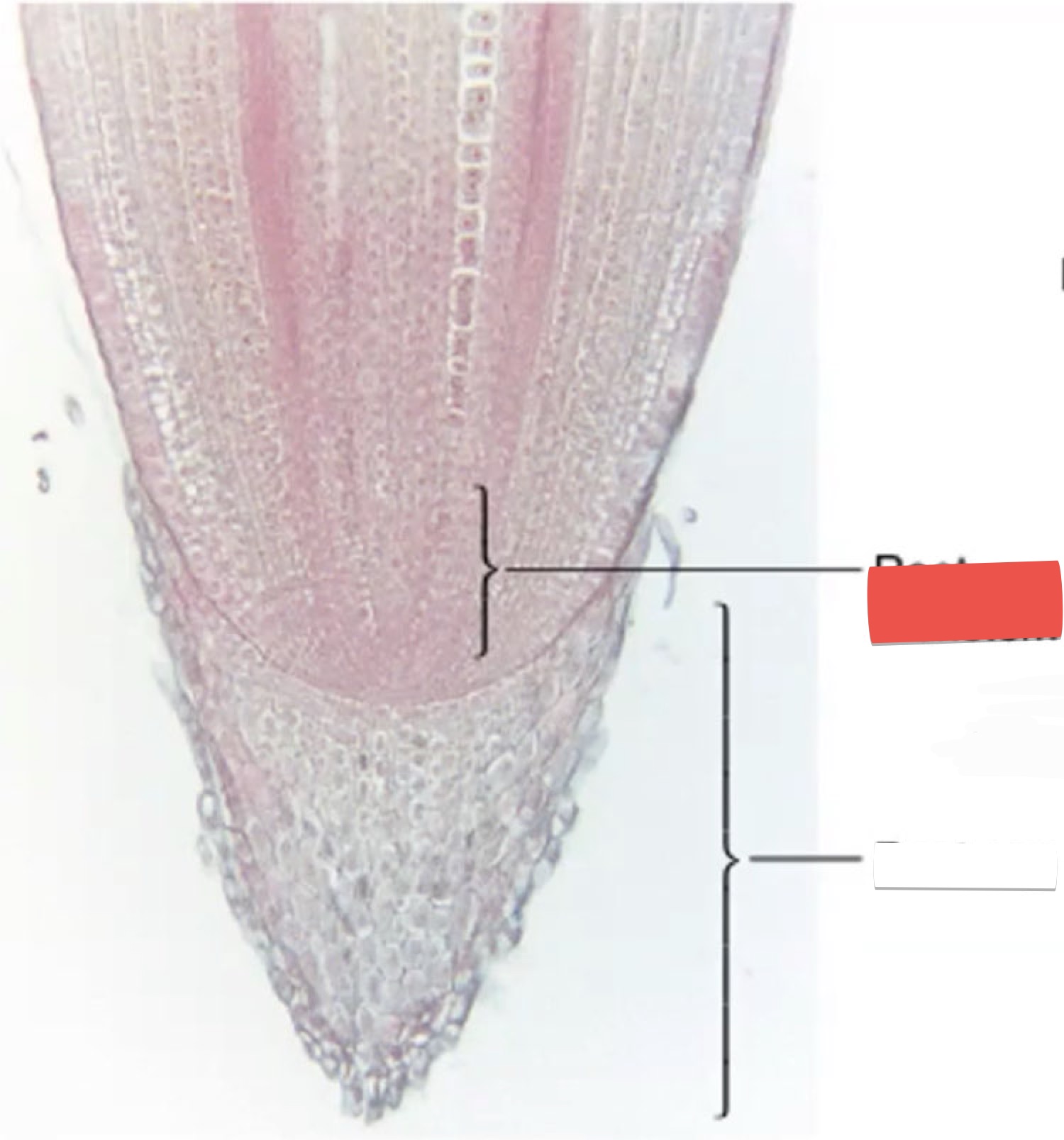 <p>identify the part in red</p>