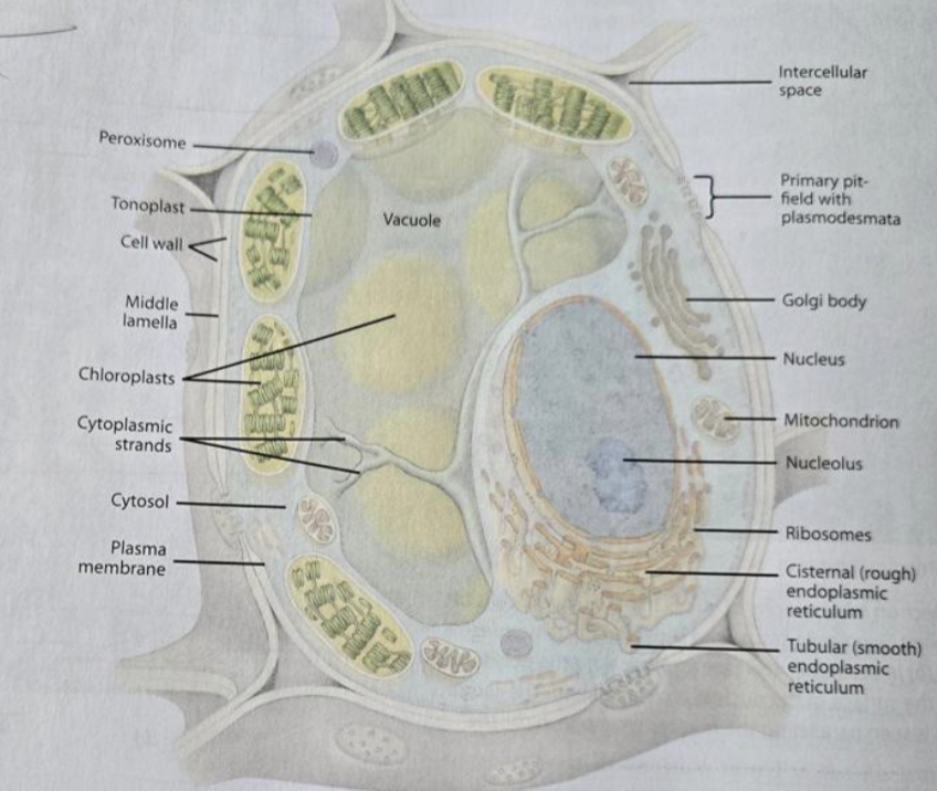 <p>can fuse and divide, have their own DNA and ribosomes, double-membraned, and cristae</p>