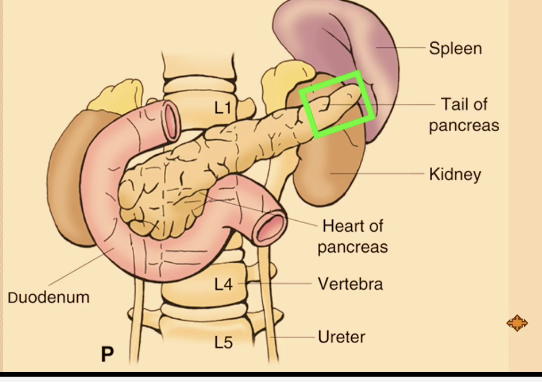 <p><span>From mesoderm in dorsal mesogastrium; intraperitoneal; tail of pancreas in splenorenal ligament.</span></p><p></p><p><span>Hy: </span><span><span>So the tail of the pancreas can actually enter the splenorhenal ligament. So we say that the pancreas is retroperitoneal, except for the tail, because it is within the splenorenal ligament.</span></span></p>