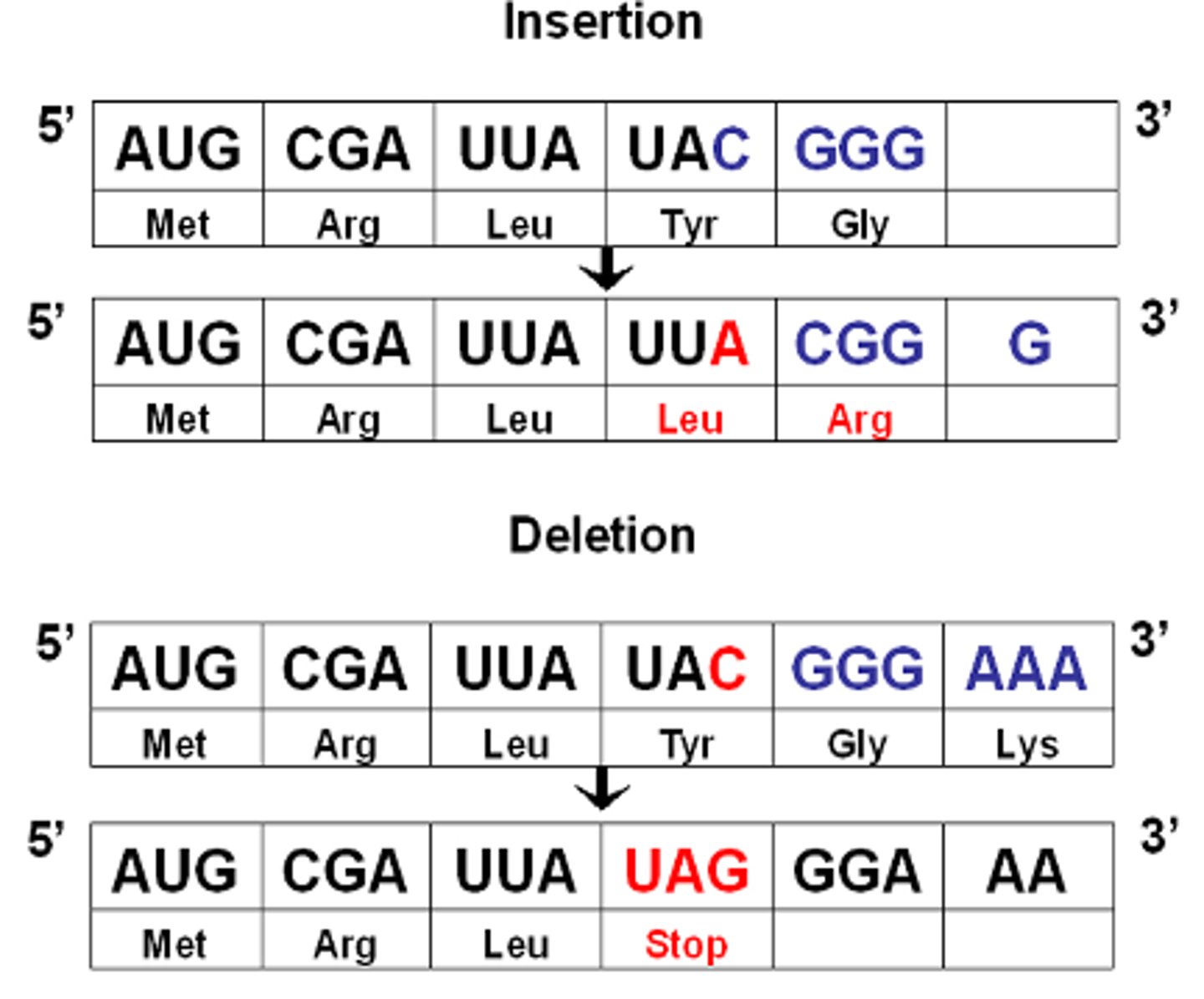 <p>a mutation involving the addition or loss of nucleotides; every codon beyond the insertion or deletion is effected</p>