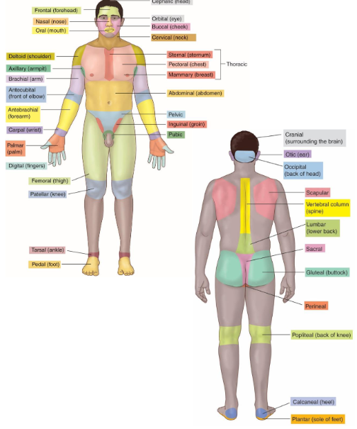 <ul><li><p>It describe the body areas for medical exams and procedures,</p></li></ul><p></p>