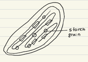 <ul><li><p>Site of photosynthesis, as the first step of photosynthesis is the absorption of light- produced glucose</p></li></ul><p></p>