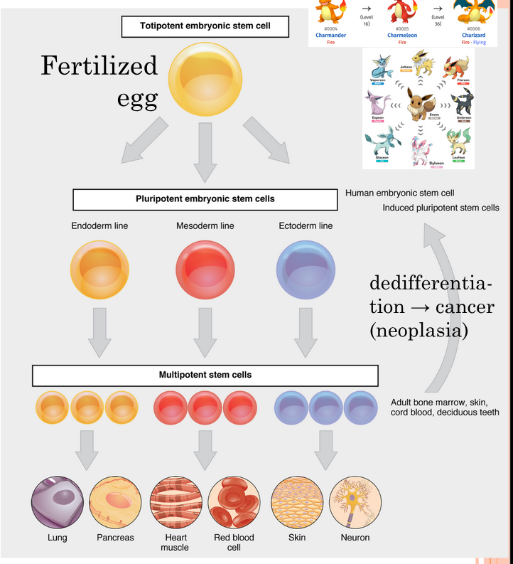 <p>multicellular organisms originate from a single cell</p><p>all cells of the same organism contain the same DNA</p><p>as cells differentiate they lose capacity to divide (mitosis, hyperplasia).</p>