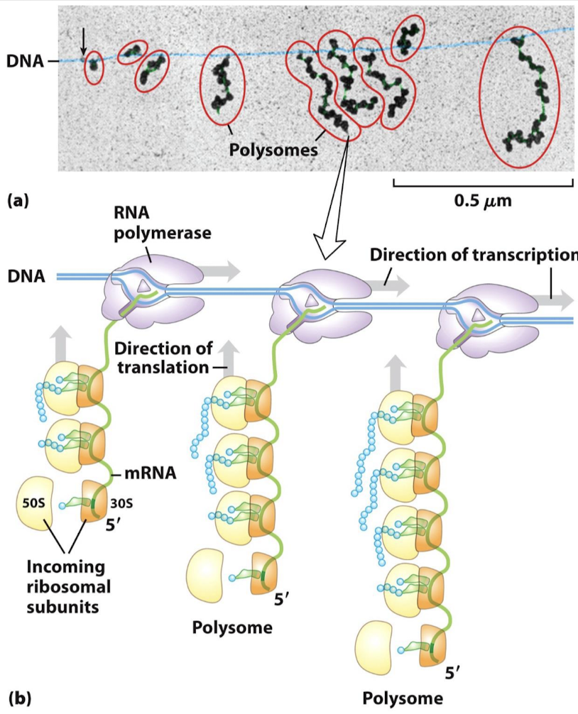 <p>An mRNA being transcribed with ribosome translating simultaneously.</p>