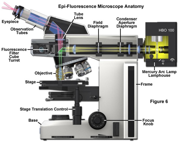 <p><span>Epi-fluorescence microscopy is particularly useful when imaging thick samples, over 10µm deep.</span></p><p style="text-align: justify"></p><p style="text-align: justify"><span>However, the intense illumination and excitation of molecules outside the focal plane can produce images with a high background signal.</span></p>