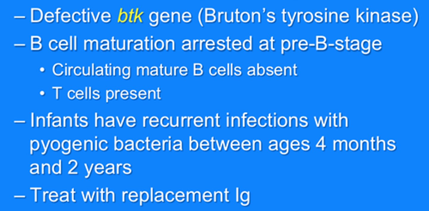 <p>NO B cells, NO antibodies</p><p>- lack enzyme that matures B cells</p><p>- B cells dont work</p><p>- no protection</p><p>- HIGH risk for infection</p>