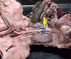 <p>What is the arrow pointing to? What’s it function? </p>