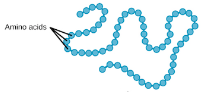 <ul><li><p>A sequence/chain of amino acids</p></li></ul>