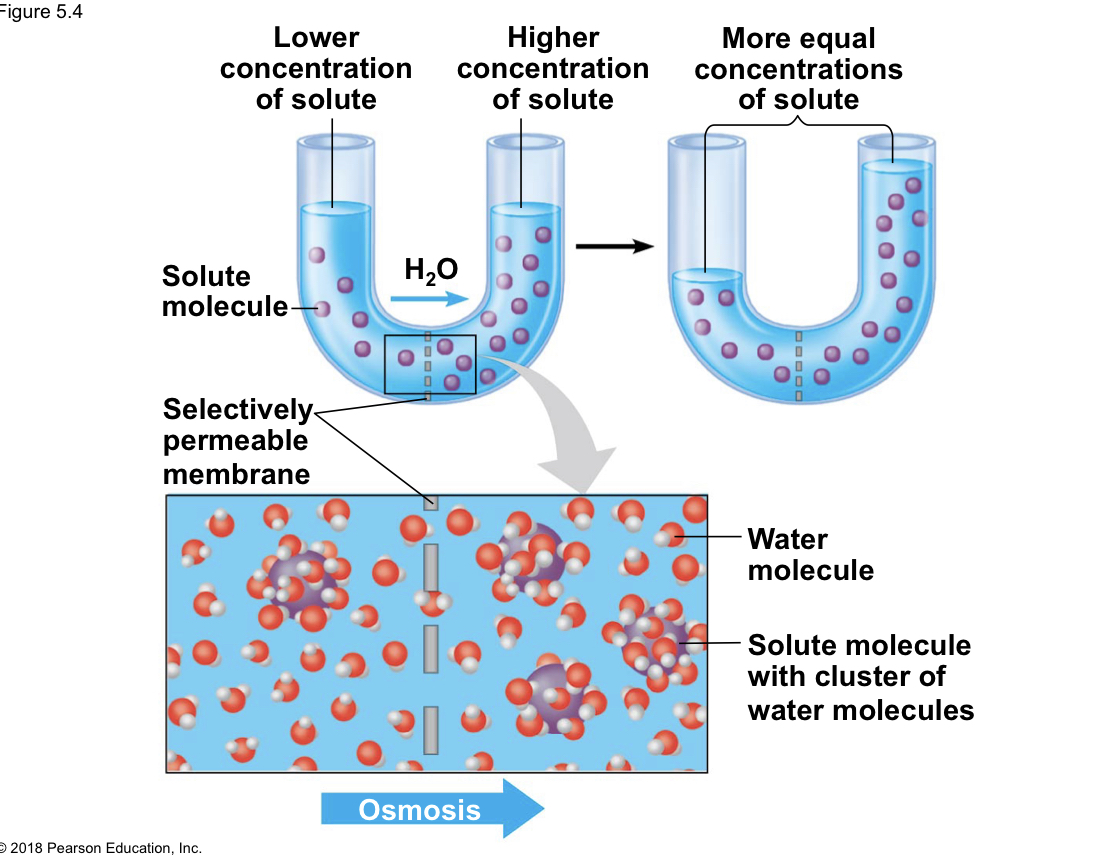 <ul><li><p>In this experiment the amount of solute is uneven on both sides of the tube as a membrane is permeable to water but not the solute</p></li><li><p>Due to this the water will cross the membrane and move down its own concentration gradient until the solute concentration on both sides is equal</p></li></ul>