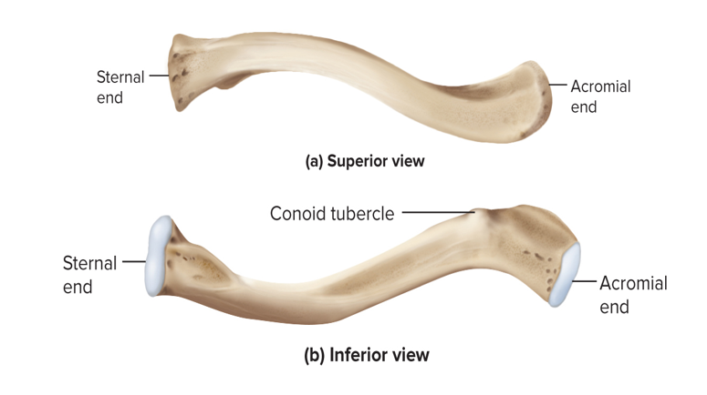 <p>Braces shoulder and keeps arm away from the midline </p>