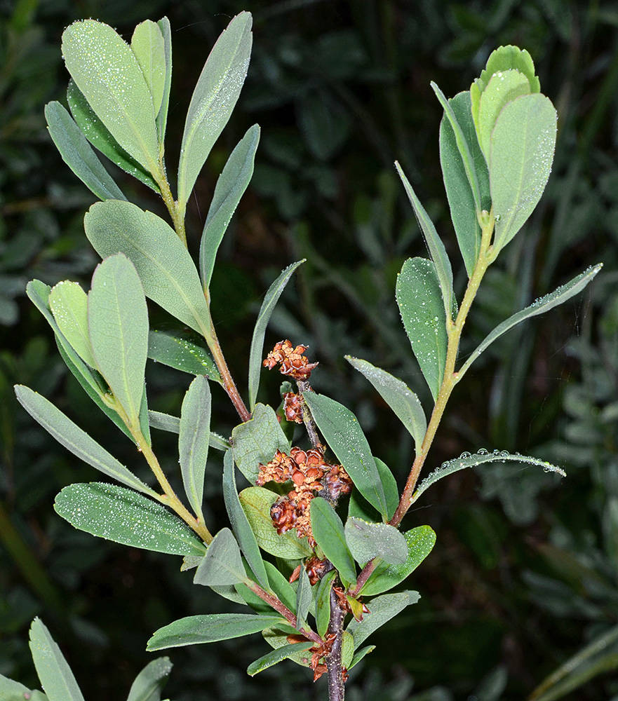 <p>smells so good when crushed</p><p>paddle shaped leaves that are blue green</p><p>keystone species </p>