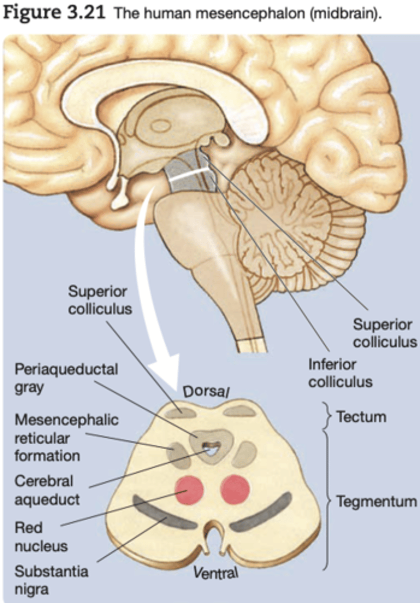 <p>the midbrain; a region of the brain that surrounds the cerebral aqueduct; includes the tectum and the tegmentum</p>