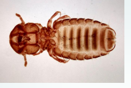 <p>Goat Louse</p>