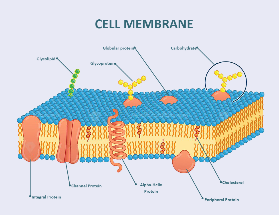 the hydrophillic portion is the...