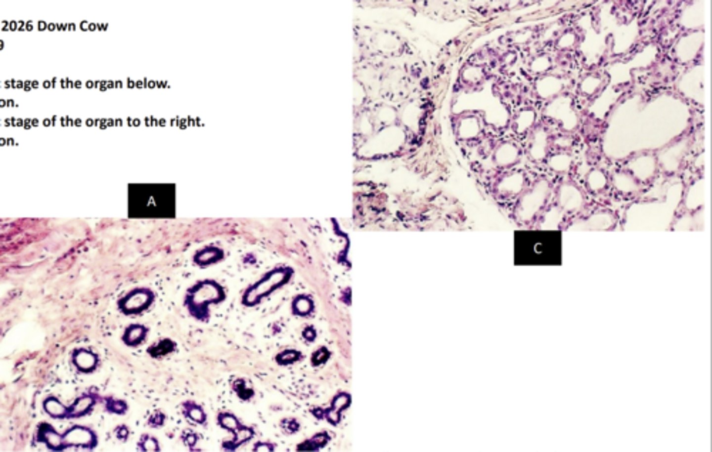 <p>why is this (A) a non-lactating mammary gland?</p>