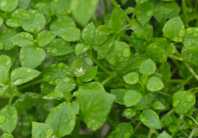 <p>Common Chickweed (Caryophyllaceae)</p>