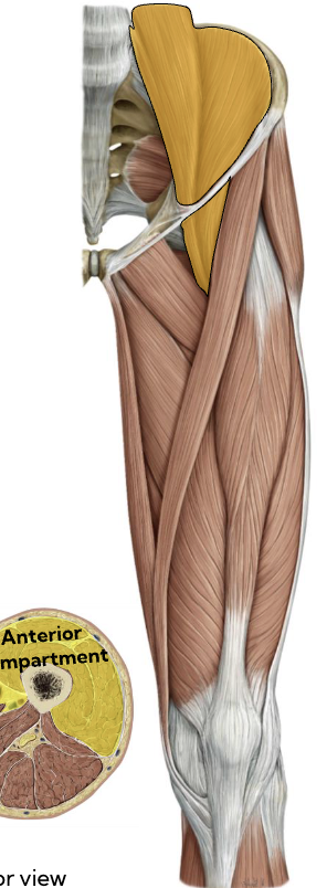 <p>Iliopsoas — Anterior thigh</p>