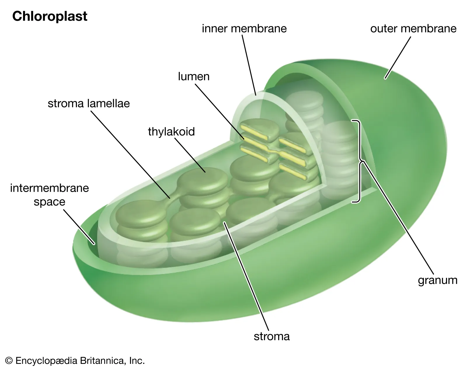 <p>Stroma is the inner liquid, like cytosol. It contains ribosomes and DNA. Thylacoids are stacked to form granules.</p>