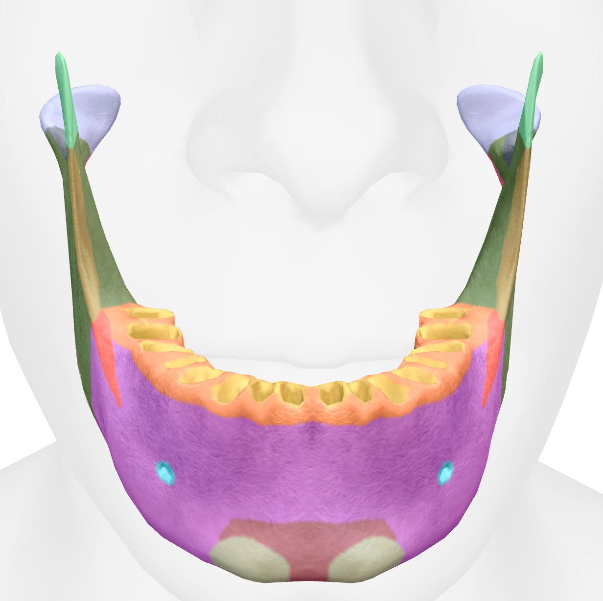 <p>dots on the body of the mandible </p>