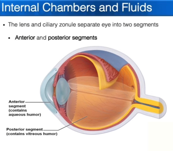 <ul><li><p>Contains vitreous humor, which is formed during the embryonic stage of life.</p></li><li><p>Supports the posterior surface of the lense</p></li><li><p>Keeps the neural layer pushed up against the pigmented layer</p></li><li><p>Maintains the shape of the eyeball</p></li></ul><p></p>