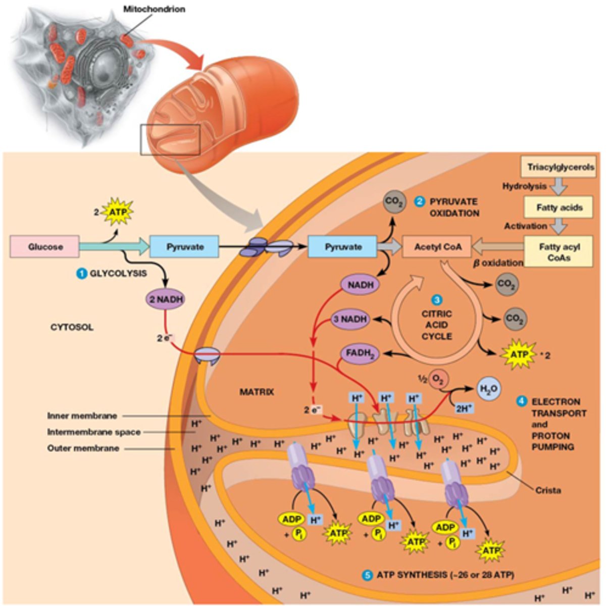 <p>1) glycolyse = cytosol</p><p>2) pyruvaat = via porines doorheen de buitenste mitochondriaal membraan, via pyruvaat symporter doorheen de binnenste membraan (pyruvaat => acetyl CoA in mitochondrien)</p><p>3) CAC = in mitochondrien</p><p>4) elektronentransportketen = innermembraan mitochondrien</p><p>5) ATP synthese: innermembraan mitochondrien -> matrix</p><p>(zie vooral tekeningen want op de slide is de info ook anders....)</p>