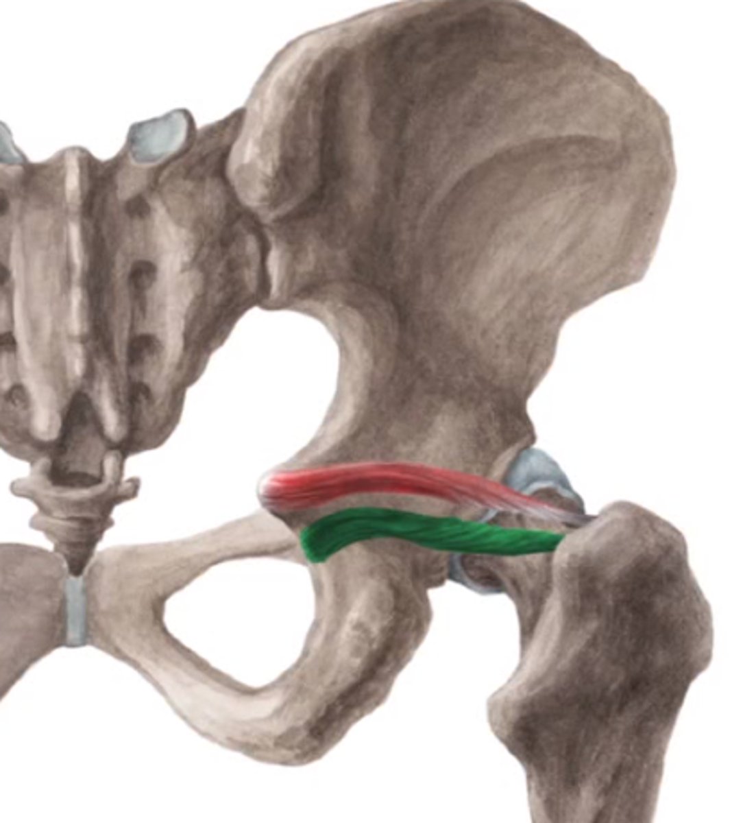 <p>O: caudale rand incisura ischiadica minor</p><p>I: versmolten met pees van M.obturatorius internus (fossa trochanterica)</p><p>W: exorotatie</p><p>Inn: L5-S1 (dezelfde als M. quadratus femoris)</p>