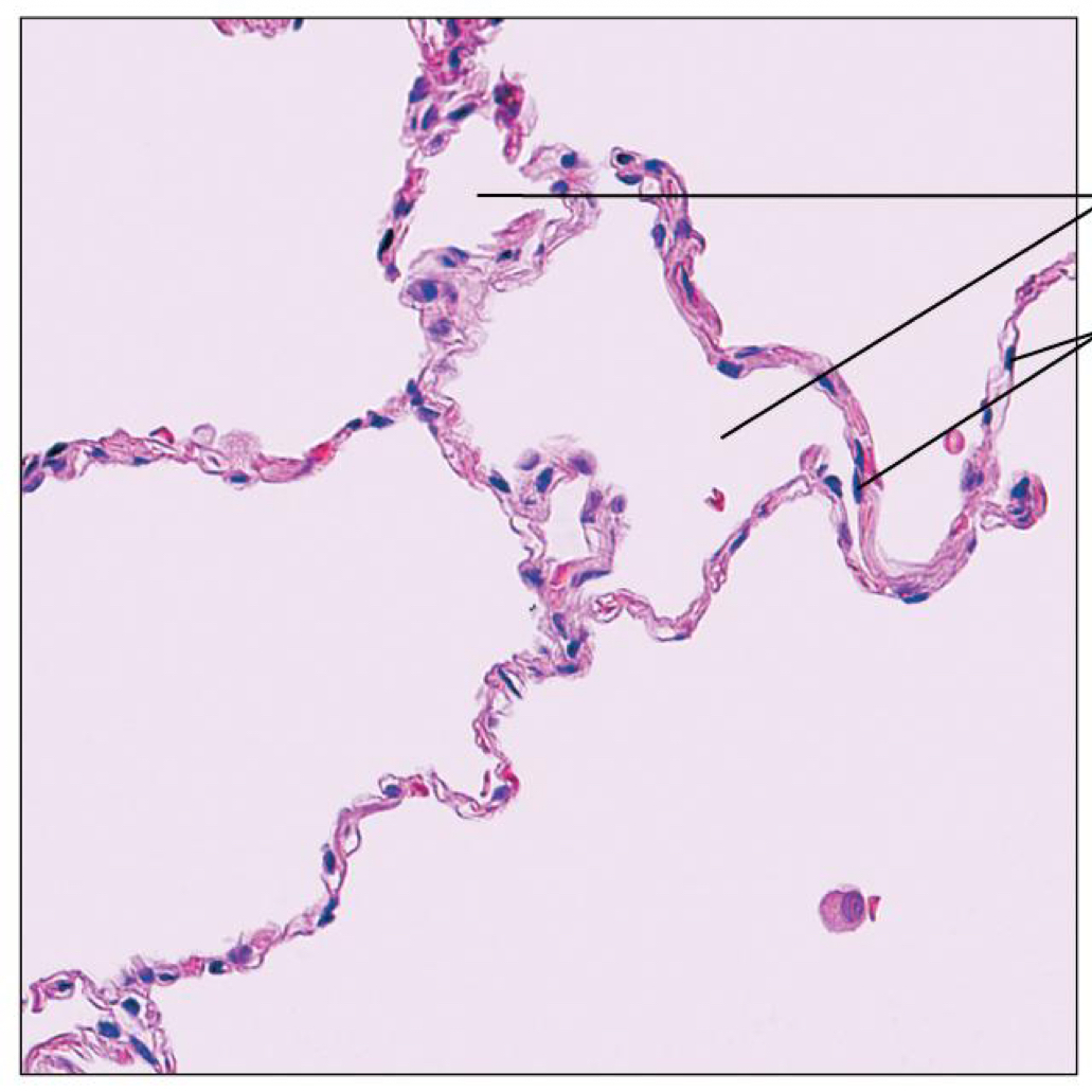 <p>What are thIs tissue</p>