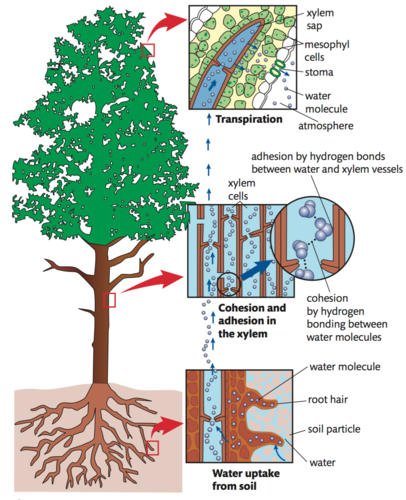 water is pulled up the xylem vessels by the cohesive force between the water molecules and the adhesion of the water molecules to the rigid vessel walls