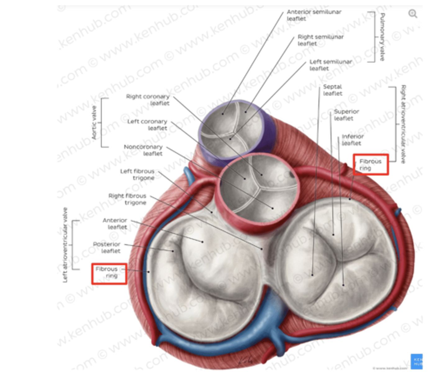 <p>maintain the shape of the openings between the heart's chambers</p><p>insertion site for the cusps of the valves and muscular heart tissue.</p>