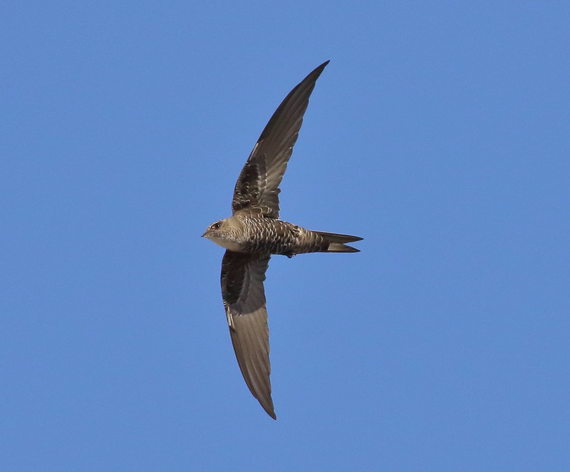 <p>Mariana Grey Swiftlet</p>