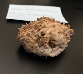 <p>Porcupinefishes and Burrfishes</p>