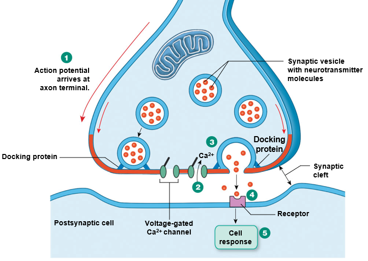 <p><strong>action potential</strong> reaches axon terminal</p><p><strong>depolarization </strong>of axon terminal opens <strong>voltage-gated Ca2+</strong> channels</p><p>Ca2+ enters cell, interacts with docked synpatic vesicles to trigger <strong>exocytosis</strong></p><p>short <strong>diffusion </strong>of neurotransmitters across synpatic cleft</p><p>neurotransmitters bind <strong>receptors (ligand-gated)</strong> in postsynaptic cell</p>