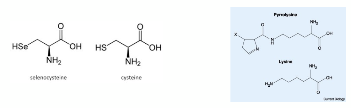 <p>selenocysteine</p><p>pyrrolysine</p><p></p><p>they both contain a structural change in the mRNA sequence allowing a STOP codon not to be recognised as such by a specific tRNA </p>