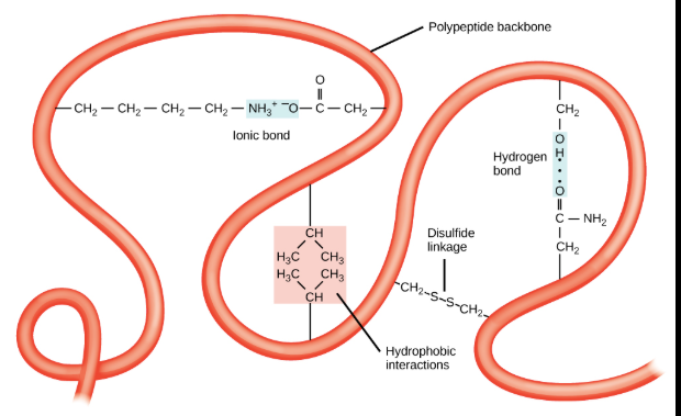 <p>Is the overall 3D shaped of the protein and often minimized free energy; as there is various types of bonds and interactions that stabilized the protein at this level.</p><p>Is the Overall 3D shaped of a single polypeptide chain, resulting from the folding of its secondary structures (like alpha-helices and beta-sheets) due to interactions between the amino acid R groups.&nbsp;</p><p>Unlike secondary structure, which involves interactions between the peptide backbone, _________ structure is determined by interactions between the&nbsp;“R groups” or side chains of the amino acids.</p><p>The type of R groups interactions include:&nbsp;</p><ol><li><p><strong>Hydrophobic interactions</strong>: Nonpolar (hydrophobic) R groups cluster together on the inside of the protein, away from the surrounding water, while polar R groups remain exposed.</p></li><li><p><strong>Hydrogen Bond</strong>s: Form between polar R groups, helping to stabilize the protein’s shape.</p></li><li><p><strong>Ionic Bonds: </strong>Attractions between R groups with opposite charges, such as that further stabilize the structure.&nbsp;</p></li><li><p><strong>Disulfid Bonds</strong>: Strong, covalent bonds that form between the sulfur atoms of two cysteine amino acids, creating significant kinks and loops in the polypeptide chain.</p></li></ol><p></p>