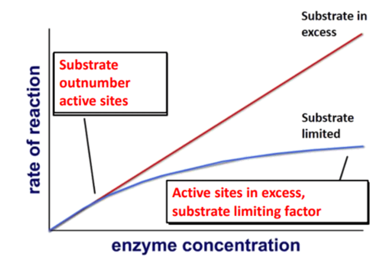 <p>reaction rate increases as more enzymes are available to catalyse substrate, at very high enzyme concentrations, substrate concentration may become rate limiting so rate stops increasing</p>
