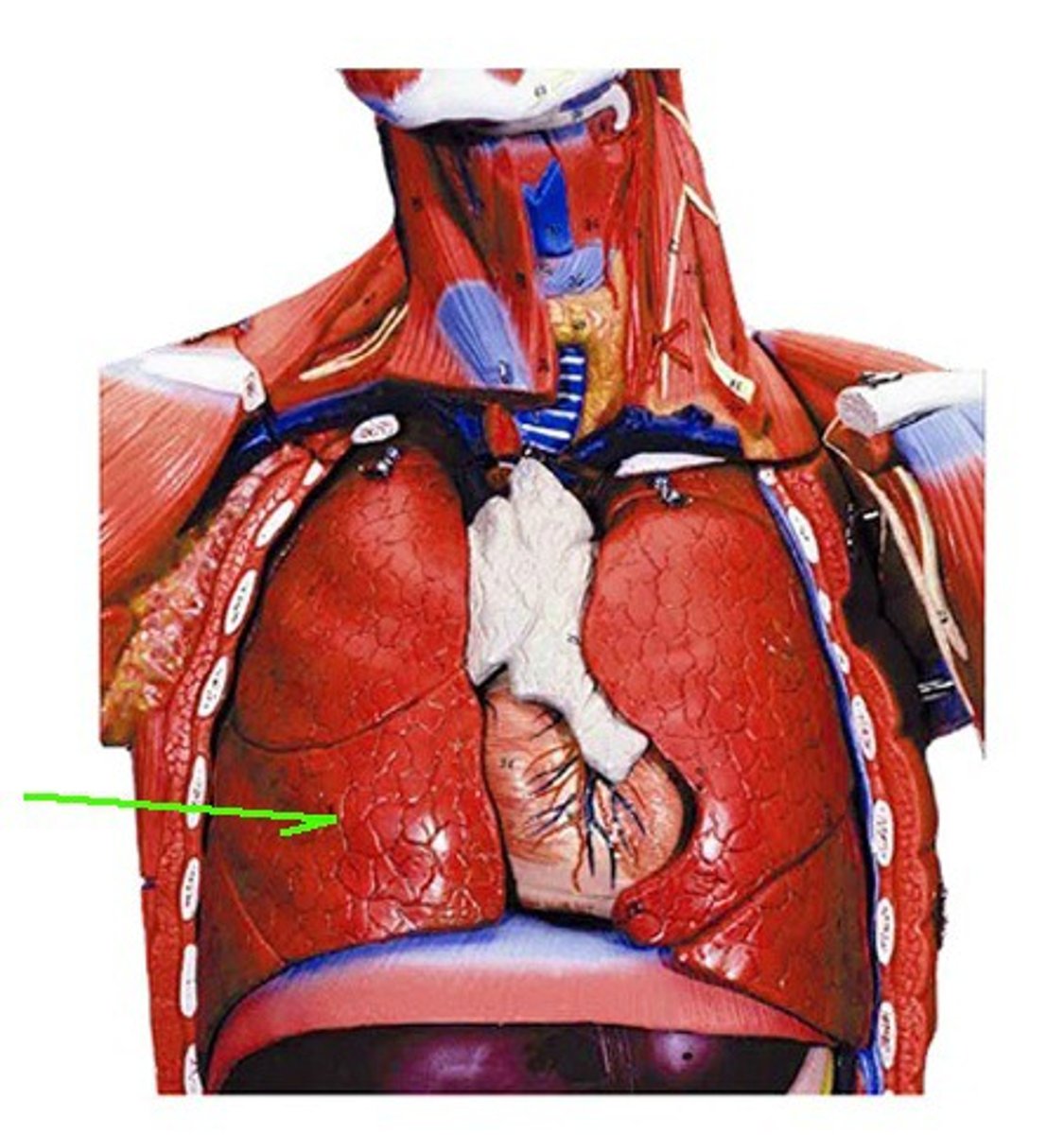 <p>Identify the structure, organ, or bone.</p>