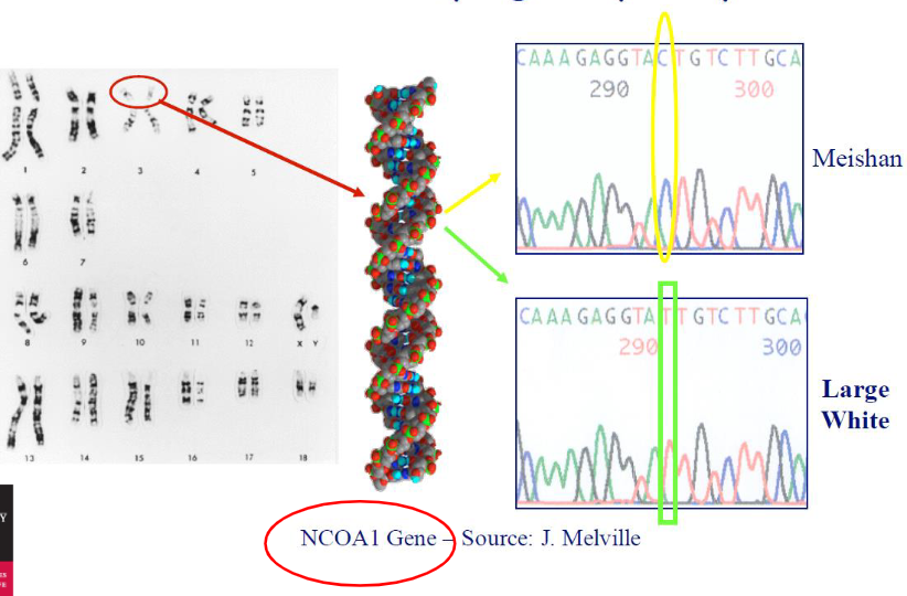 <p><strong>Purpose</strong><br> Identify polymorphisms = differences in DNA sequence between individuals</p><p><strong>Schematic</strong><br> Shows how DNA from a specific gene or marker is sequenced to detect polymorphisms</p>