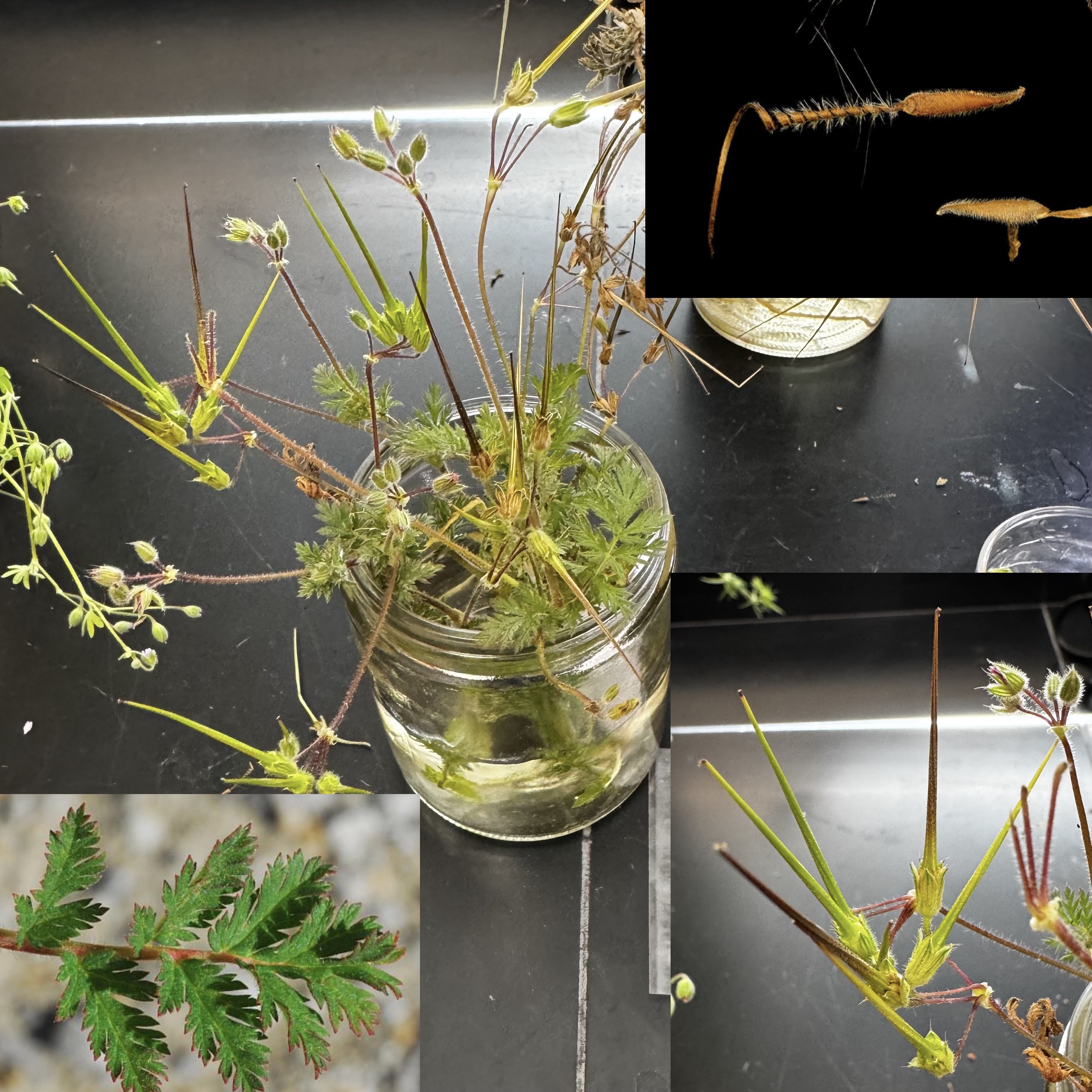 <p>What order, family, and genus?</p>