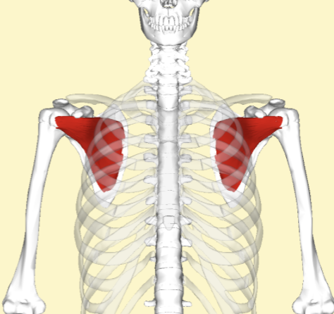<ul><li><p>Proximal:</p><ul><li><p>Subscapular fossa of scapula</p></li></ul></li><li><p>Distal:</p><ul><li><p>Lesser tubercle of humerus</p></li></ul></li><li><p>Action:</p><ul><li><p>Medial rotation of the humerus</p></li><li><p>Assists in adduction of the arm</p></li><li><p>Stabilizes the glenohumeral joint</p></li></ul></li><li><p>Innervation:</p><ul><li><p>Upper and lower subscapular nerves (C5–C7)</p></li></ul></li></ul><p></p>