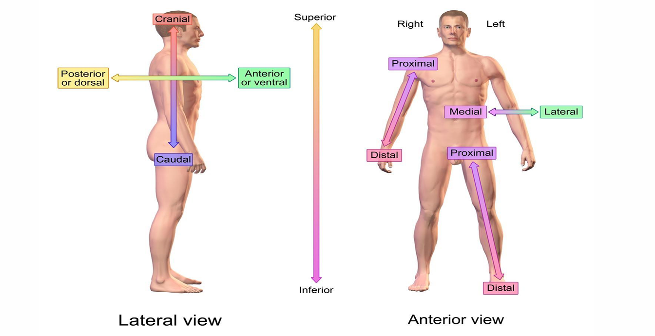 term image