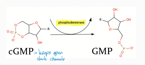 <p>It increases its affinity for phosphodiesterase 6 (PDE6). Binding to PDE6 increases its catalytic activity 1000 fold and allows it to covert all cGMP to GMP in 0.1 seconds. </p>