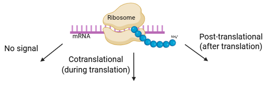 <p><span>•No signal</span></p><p><span>•Cotranslational sorting</span></p><p><span>•Post-translational sorting</span></p><img src="https://knowt-user-attachments.s3.amazonaws.com/8350eed2-93d6-4695-87f4-153fc4cfbb1c.png" data-width="100%" data-align="center"><p></p>