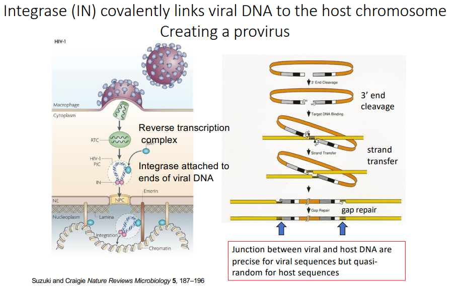 
1. Reverse transcription is primed by tRNAs in open capsid in the cytoplasm
2. RT initiates DNA synthesis towards the end so after 100 bases it switches to the other end of the template to create terminal repeats (left is shorter)
3. (+) DNA strand is then templated (again complicated) but requires DdDp; dsDNA has both LTRs
4. DNA is then transported to the nucleus where the integrase incorporates in into the host DNA