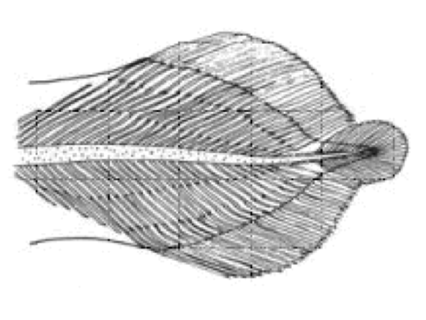 <p>tail fin symmetrical and the vertebral column extending into tail separating it into equal hypaxial and epaxial lobes; ancestral</p>