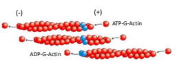<p>The phenomenon when on end of a filament grows in length while the other end shrinks resulting in a section of filament seemingly “moving” across a stratum or the cytosol</p>