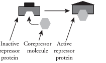 <p>Corepressor </p>