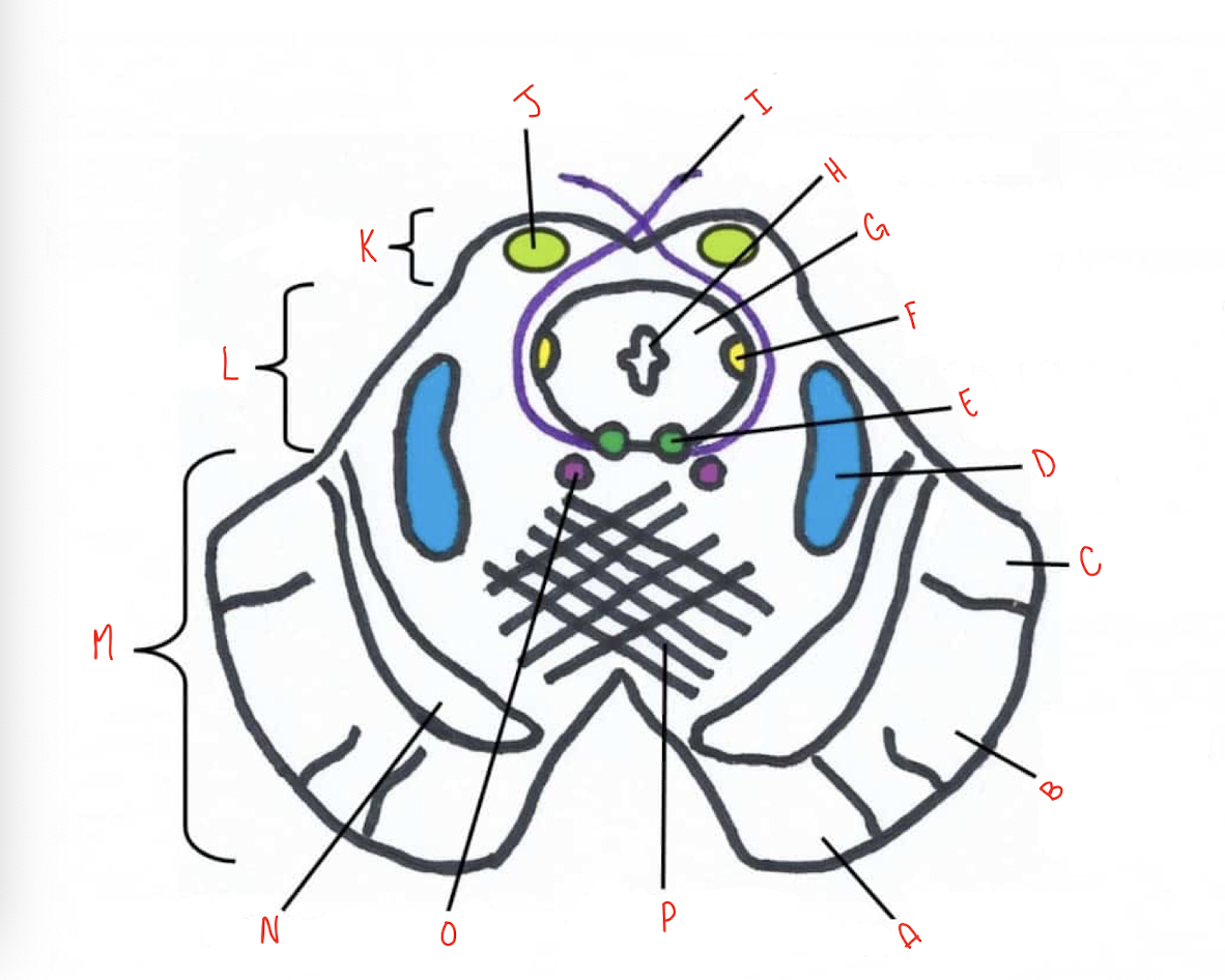 <p>What structure of the sliced inferior colliculus section of the midbrain is labeled F?</p>